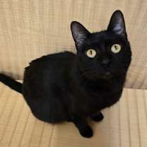 Thumbnail photo of Stinker *Jiji* #2