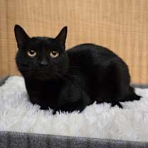 Thumbnail photo of Stinker *Jiji* #3