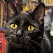 Thumbnail photo of Puma #2