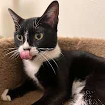 Thumbnail photo of Bonita 4025 #3