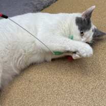 Thumbnail photo of Loki #4