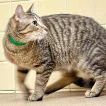 Thumbnail photo of Dickens #2