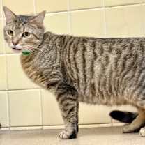 Thumbnail photo of Dickens #3