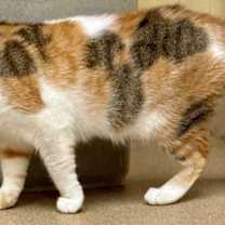 Thumbnail photo of Kiwi #3