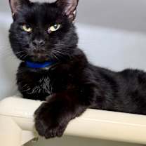 Thumbnail photo of Atticus #3