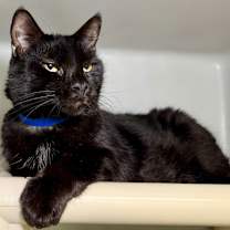 Thumbnail photo of Atticus #4