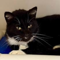 Thumbnail photo of Mr. Meowgi #4