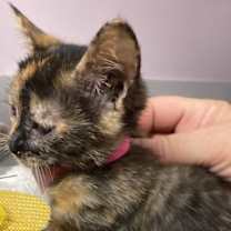 Thumbnail photo of Desiree #3