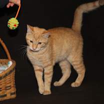 Thumbnail photo of Johnny (Neutered) #3