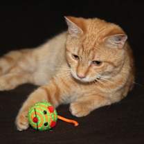 Thumbnail photo of Johnny (Neutered) #4