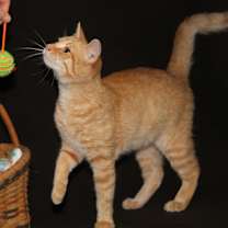 Thumbnail photo of Johnny (Neutered) #1