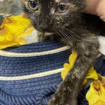 Thumbnail photo of Diana #1