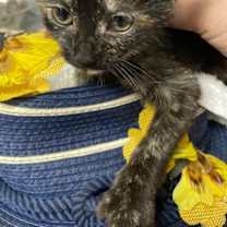 Thumbnail photo of Diana #3