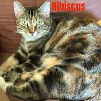 Thumbnail photo of Hibiscus #1