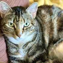 Thumbnail photo of Hibiscus #3