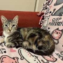 Thumbnail photo of Hibiscus #4