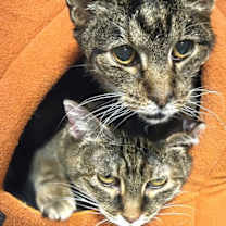 Thumbnail photo of Miss Kitty and Tiger #1
