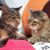 Thumbnail photo of Miss Kitty and Tiger #2