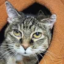 Thumbnail photo of Miss Kitty and Tiger #3