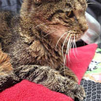 Thumbnail photo of Miss Kitty and Tiger #4