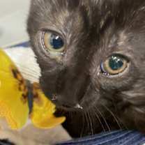 Thumbnail photo of Dixie #1