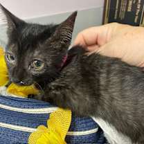 Thumbnail photo of Dixie #2