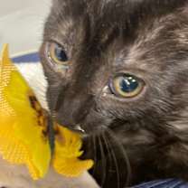 Thumbnail photo of Dixie #3