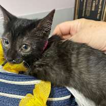 Thumbnail photo of Dixie #4