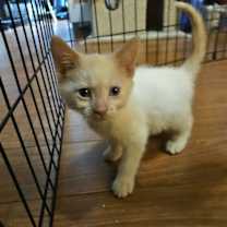 Thumbnail photo of Fergus #3
