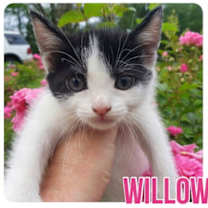 Thumbnail photo of Willow #1