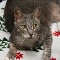 Thumbnail photo of Goose #2