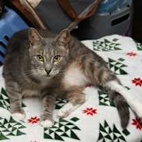 Thumbnail photo of Goose #3