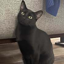 Thumbnail photo of Gallo #2