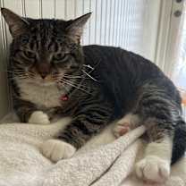 Thumbnail photo of Stella #3