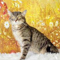 Thumbnail photo of Cannolli #1