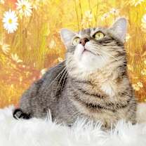 Thumbnail photo of Cannolli #2