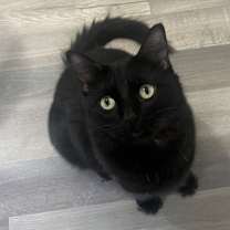 Thumbnail photo of Stella Chelon #2