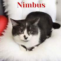 Thumbnail photo of Nimbus #4