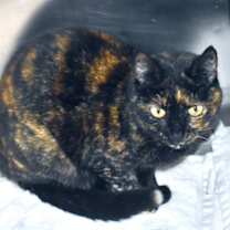 Thumbnail photo of Alice #2