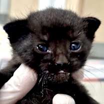 Thumbnail photo of Kristoff #1