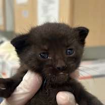 Thumbnail photo of Olaf #2