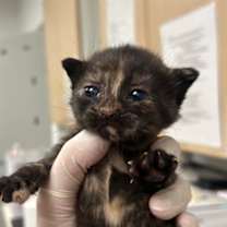 Thumbnail photo of Elsa #2