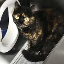 Thumbnail photo of Alice #3