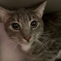 Thumbnail photo of Boomi #2