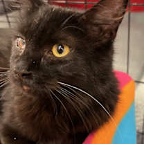 Thumbnail photo of Coal #1