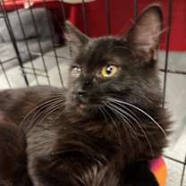 Thumbnail photo of Coal #2