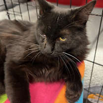 Thumbnail photo of Coal #4