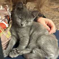 Thumbnail photo of Puddles #1
