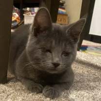 Thumbnail photo of Puddles #2