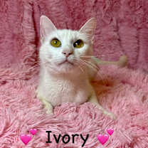 Thumbnail photo of Ivory #1